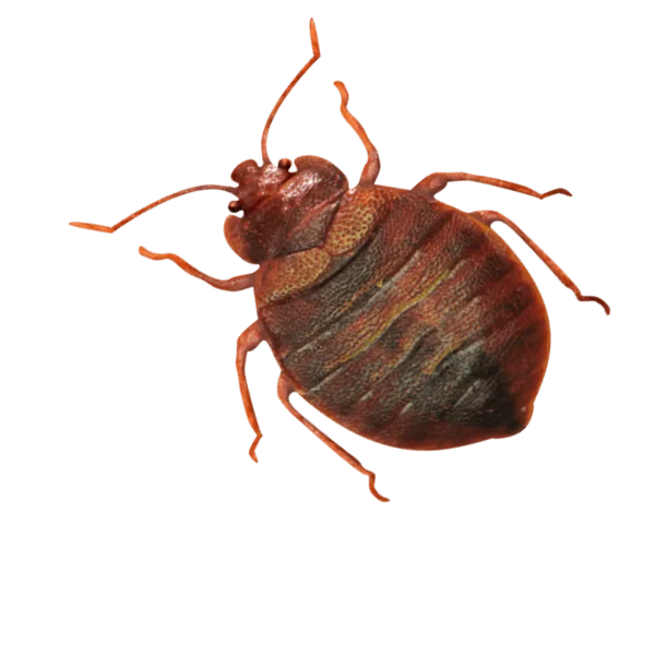 Bedbug pest control