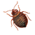 bed bugs