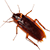 cockroach