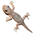 lizard
